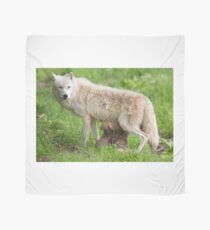 Arctic wolf feeding pups Scarf