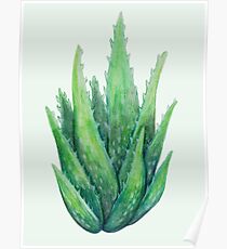 Aloe Plant Poster