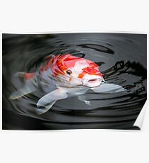 KOI Poster