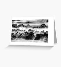 Treetop sunbeams, Ovens Valley Greeting Card