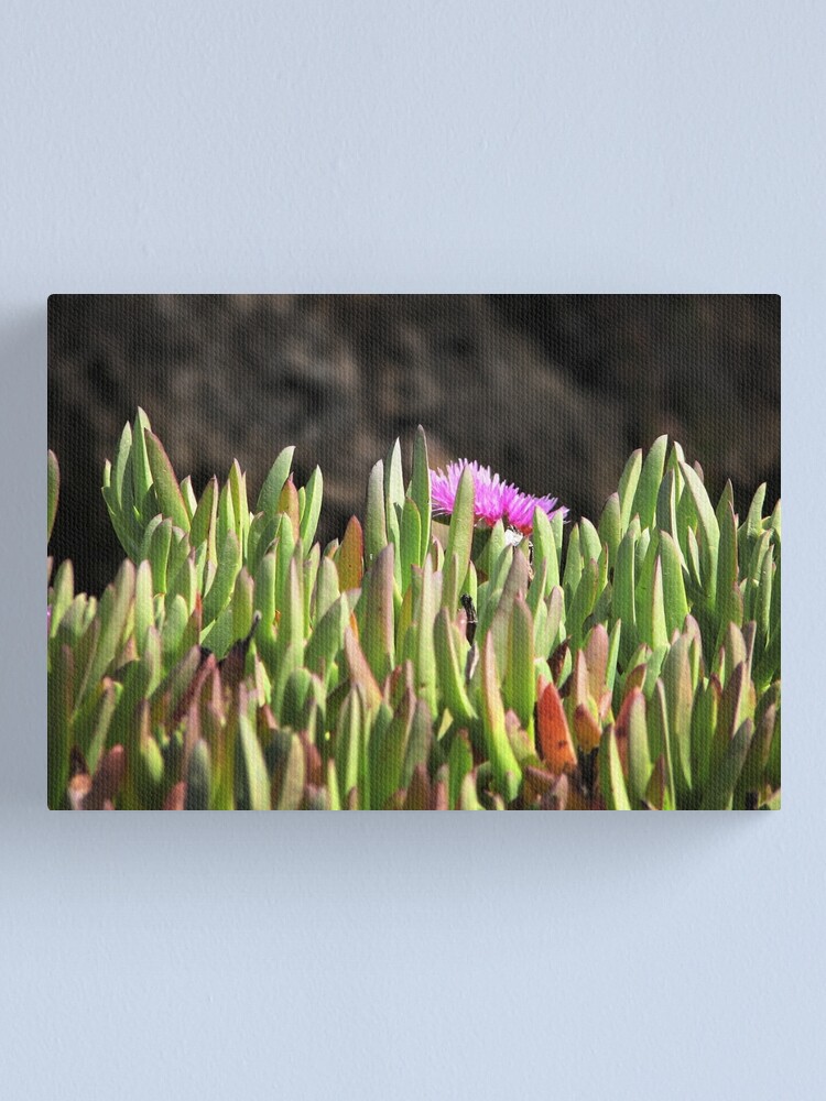 Alternate view of Sea of Ice Plants Canvas Print