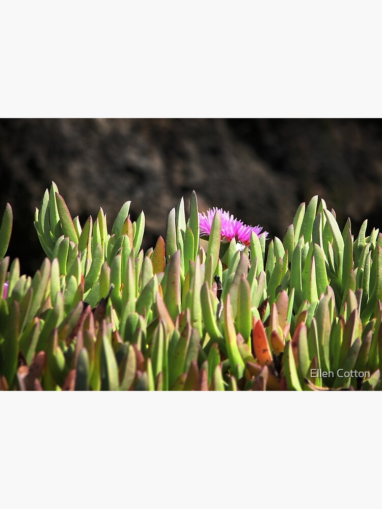 Sea of Ice Plants by ellcot
