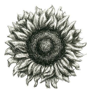 Sunflower Black Pencil Bag - Dreams After All