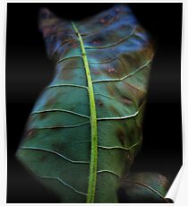 Untitled Poster