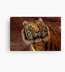 Looking Up Canvas Print