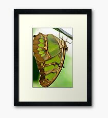 Makro Framed Print
