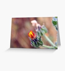 Compositae Greeting Card