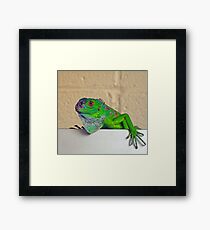 Baby Iguana Framed Print