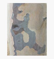 Australian design - Abstract Gum Tree Bark 1 Photographic Print