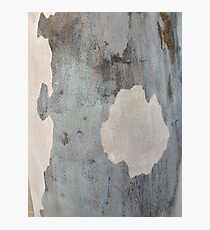 Australian design - Abstract Gum Tree Bark 3 Photographic Print