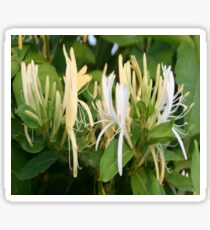 Closeup Of Lonicera European Honeysuckle Flower Sticker