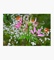 Spider Flower Photographic Print