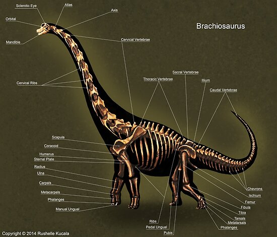 brachio dinosaur