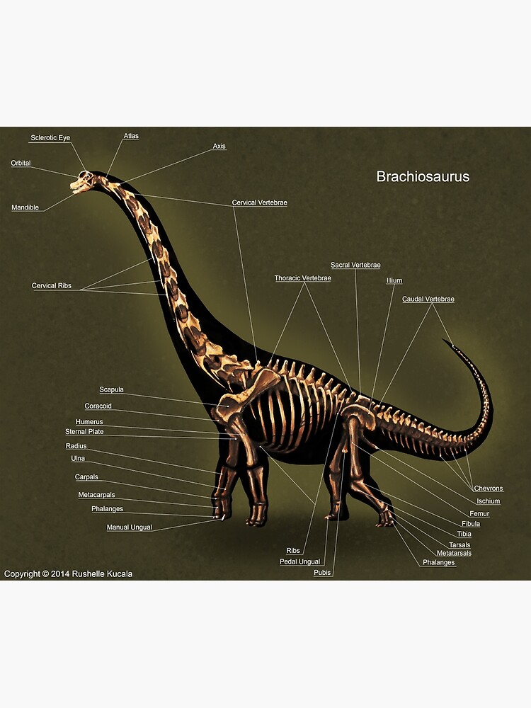 brachiosaurus skeleton model