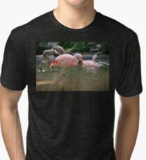 Chilean Flamingo Tri-blend T-Shirt