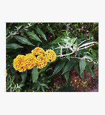 Orange Blossoms Photographic Print
