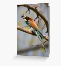 bee-eater Greeting Card