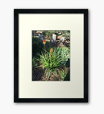 Hot Poker Framed Print