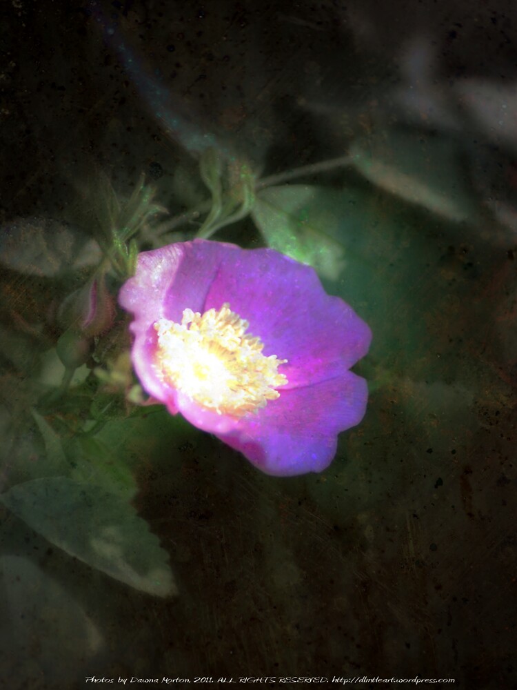 glowing old fashioned rose elegance by DlmtleArt