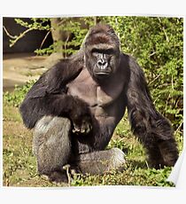 Harambe Poster