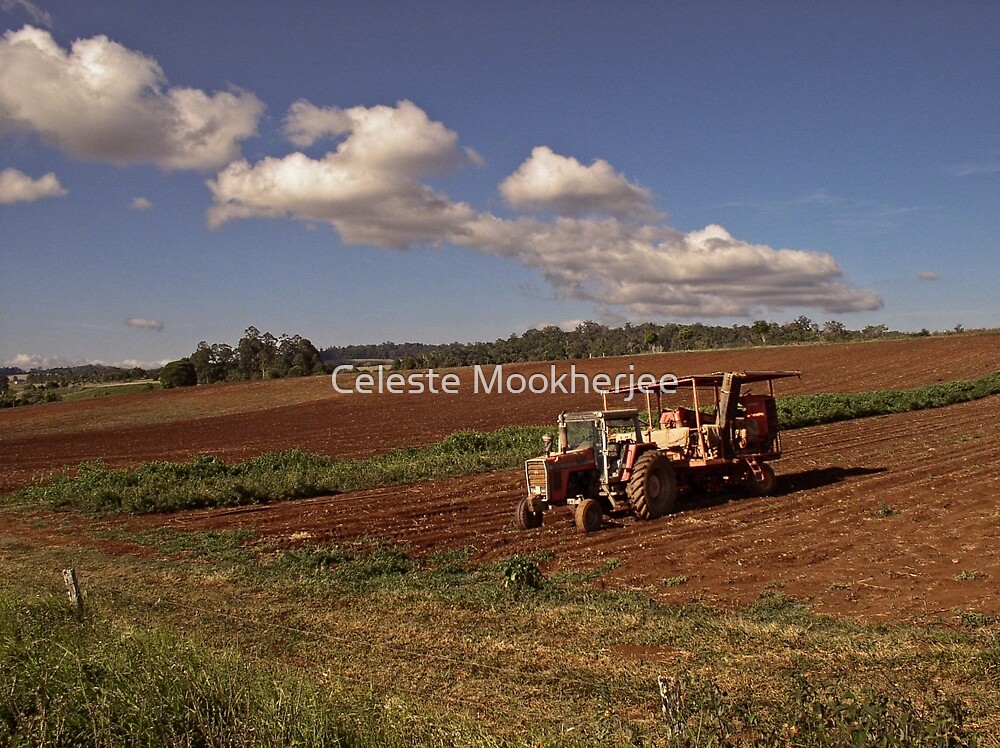 "Farm on Atherton Tableland" by Celeste Mookherjee Redbubble