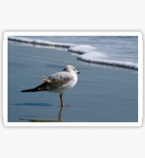 Textured Seagull Sticker