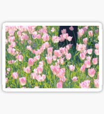 Pink tulips Sticker
