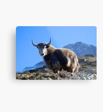 Himalayan Yak Everest Region Nepal Metal Print