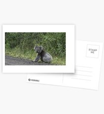 Koala | Blanket Bay Postcards