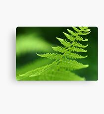 Fern Macro Canvas Print