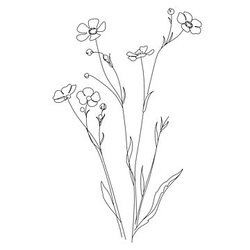 PNG Flower drawing sketch plant. | Free PNG - rawpixel