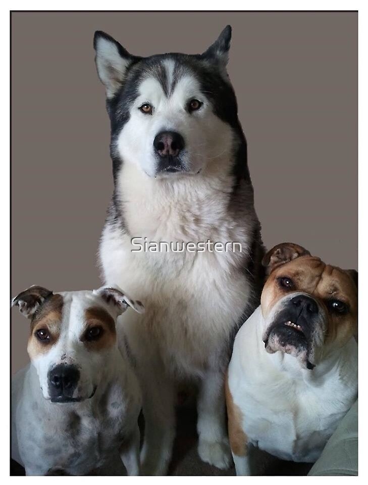 "Bulldog, Alaskan Malamute, Staffordshire Bull Terrier" by Sianwestern