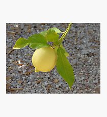 Single Ripe Lemon Photographic Print