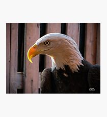 Piper the Bald Eagle Photographic Print