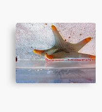 Star Fingers Canvas Print