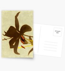 Shadow lily Postcards