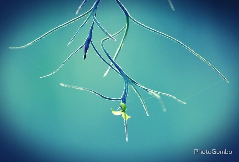 ""Spanish Moss In Bloom"" by PhotoGumbo Redbubble