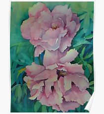 Two Peonies Poster