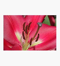 Stamen Photographic Print