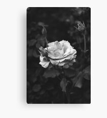 Bloom Canvas Print
