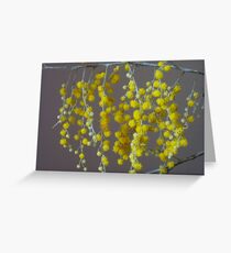 wattle ... Greeting Card