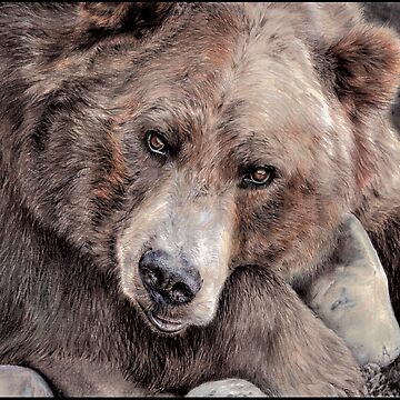 Grizzly Bear realistic drawing Art Print for Sale by Tricia