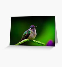 Costa Rica wildlife Greeting Card