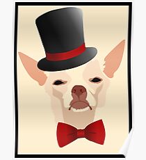 Fancy Chihuahua Poster