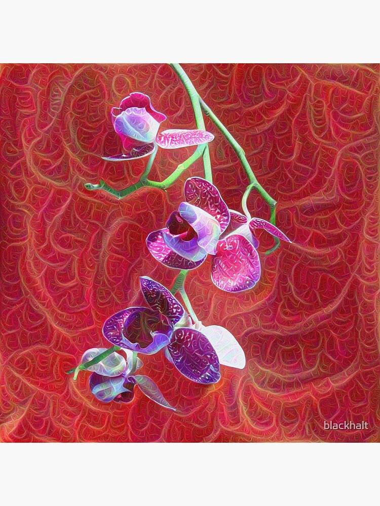 Phalaenopsis B by blackhalt