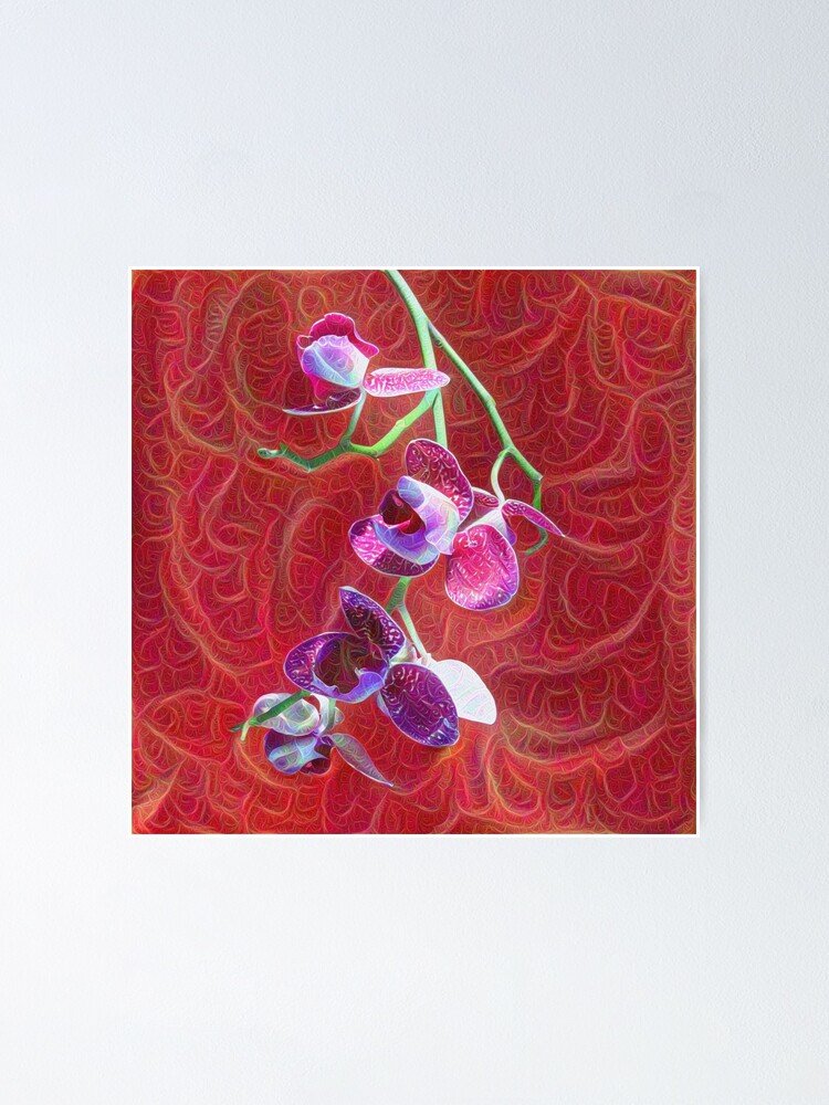 Alternate view of Phalaenopsis B Poster