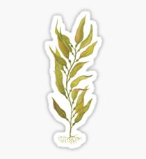 watercolour kelp Sticker