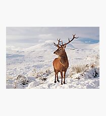 Deer Stag in the snow Photographic Print