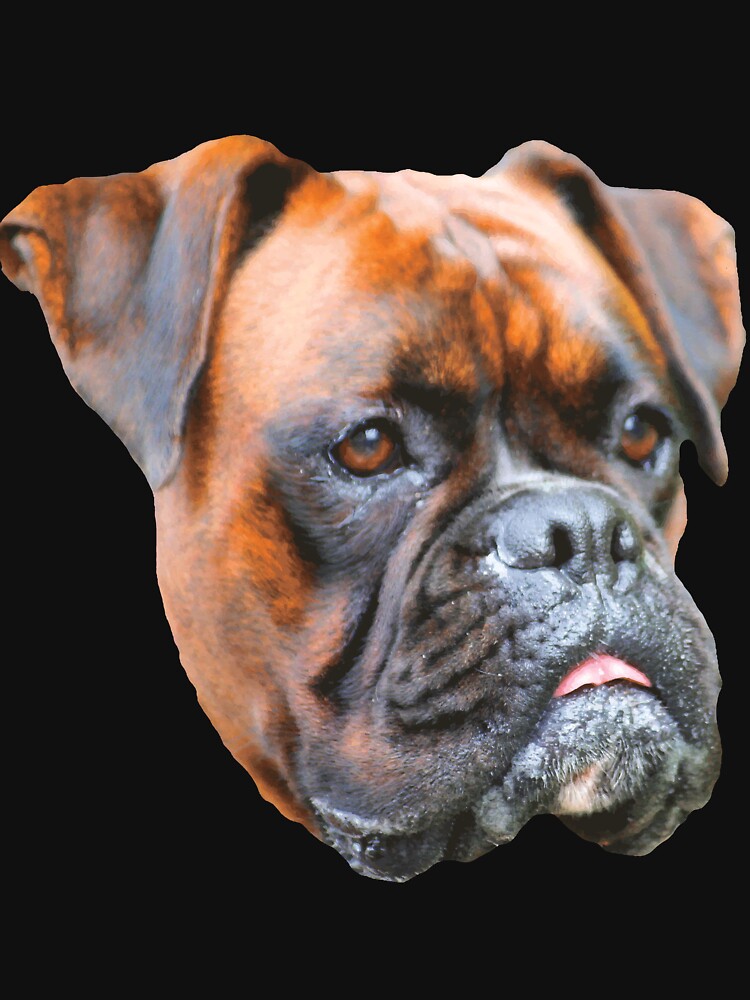 Germany boxer dog by Hujer