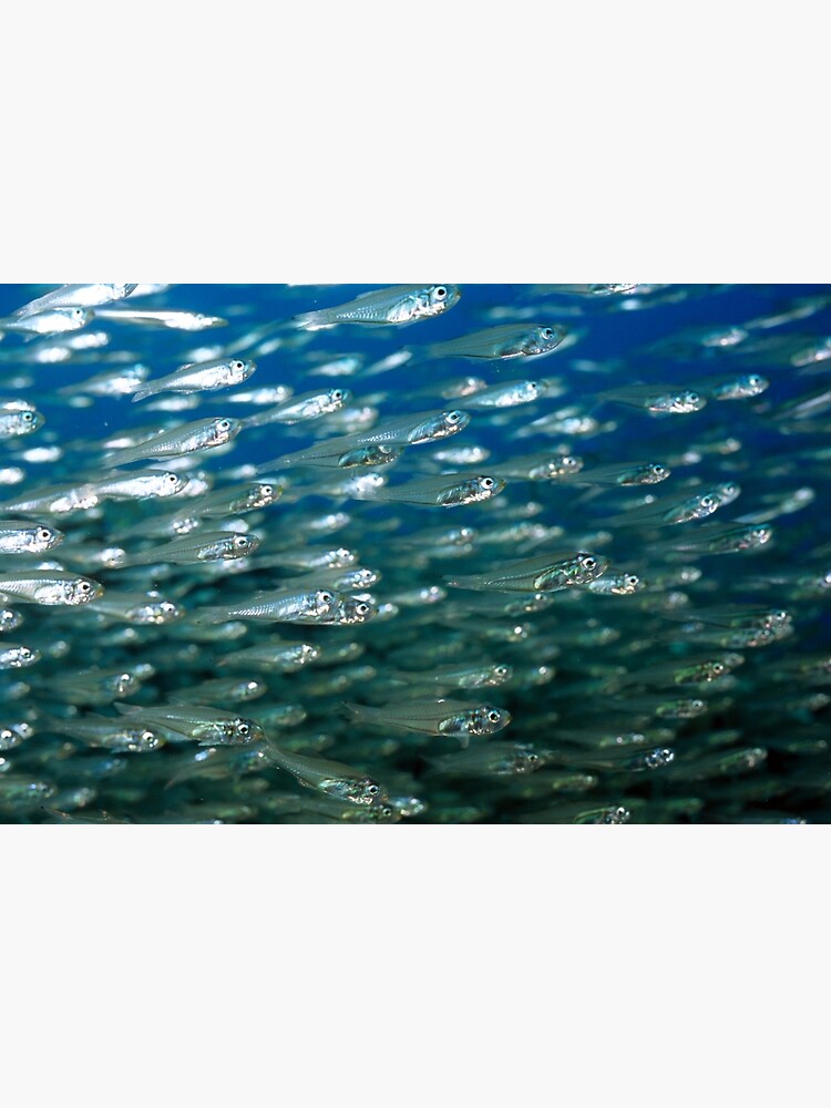Glassfish by DavidWachenfeld